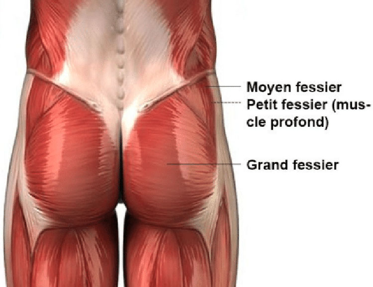 Les muscles fessiers à travailler pour grossir des fesses